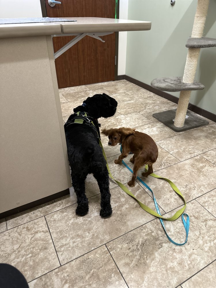 Wellspring Animal Hospital - pet boarding facility in Wichita, KS
