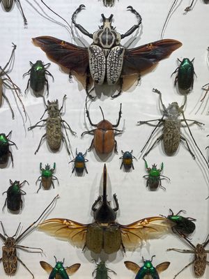 Santa Fe Reptile and Bug Museum by null