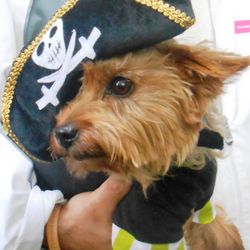 Northeastern Veterinary Care Center - Capt. Dutch, our beloved dog-child!! Now at the Rainbow Bridge.