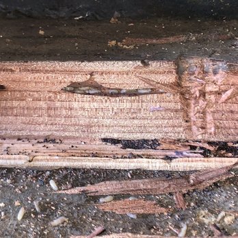 Unipest - Dead termites (larvae maybe) in the wood and on the floor. Only good termite is a dead termite! - Pest Control Near Me - Newhall, California Unipest - Dead termites (larvae maybe) in the wood and on the floor. Only good termite is a dead termite! - Pest Control Near Me - Newhall, California