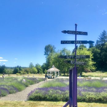 Evergreen Valley Lavender Farm - Farms Near Me - Olympia, Washington