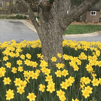 Brookside Gardens  - Daffodil season - Botanical Gardens Near Me - Wheaton, Maryland
