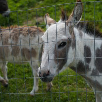 Elmvale Jungle Zoo - Zoos Near Me - Elmvale, Ontario