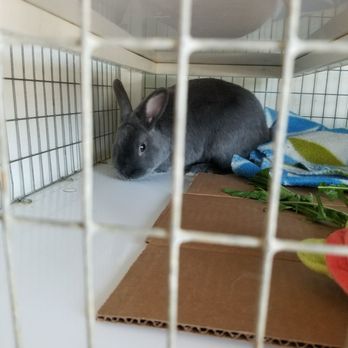 Rabbit Rescue - Getting a feel for it - Animal Shelters Near Me - Paramount, California