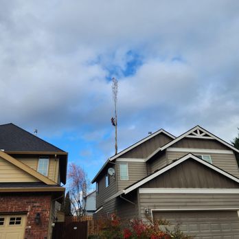 Mr. Tree - Tree Services Near Me - Portland, Oregon Mr. Tree - Tree Services Near Me - Portland, Oregon