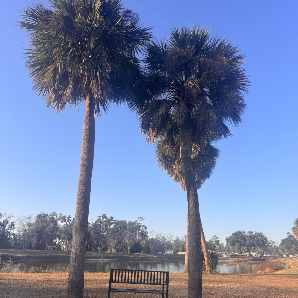 Palms & Pines Campground & RV Park - Bench overlooking pond with palm trees - Campgrounds Near Me - Jennings, Florida Palms & Pines Campground & RV Park - Bench overlooking pond with palm trees - Campgrounds Near Me - Jennings, Florida