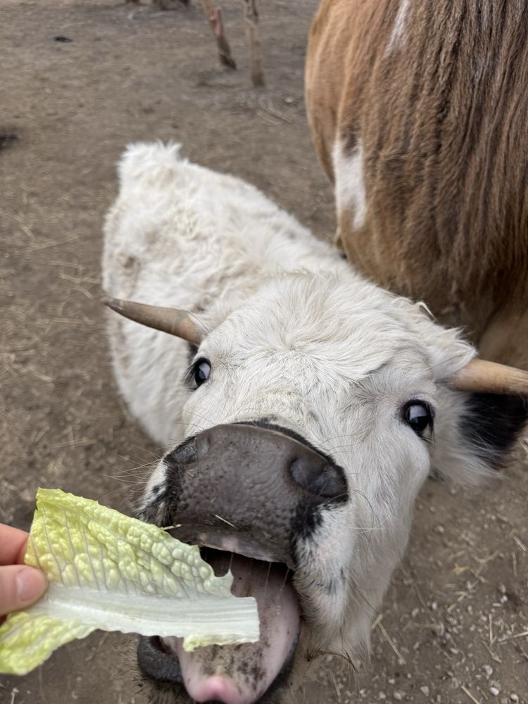 Scatter Joy Acres - social services organization in Murray, NE