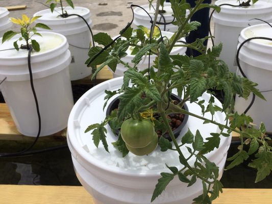 Westbank Flea Market by null