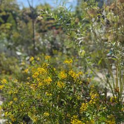 JD Butterfly Garden and Nursery
