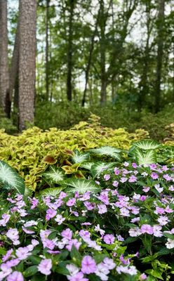Garvan Woodland Gardens by null