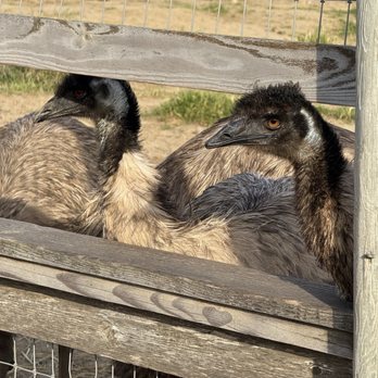 Ostrichland USA - Emu behind the fences waiting for food - Attraction Farms Near Me - Solvang, California Ostrichland USA - Emu behind the fences waiting for food - Attraction Farms Near Me - Solvang, California