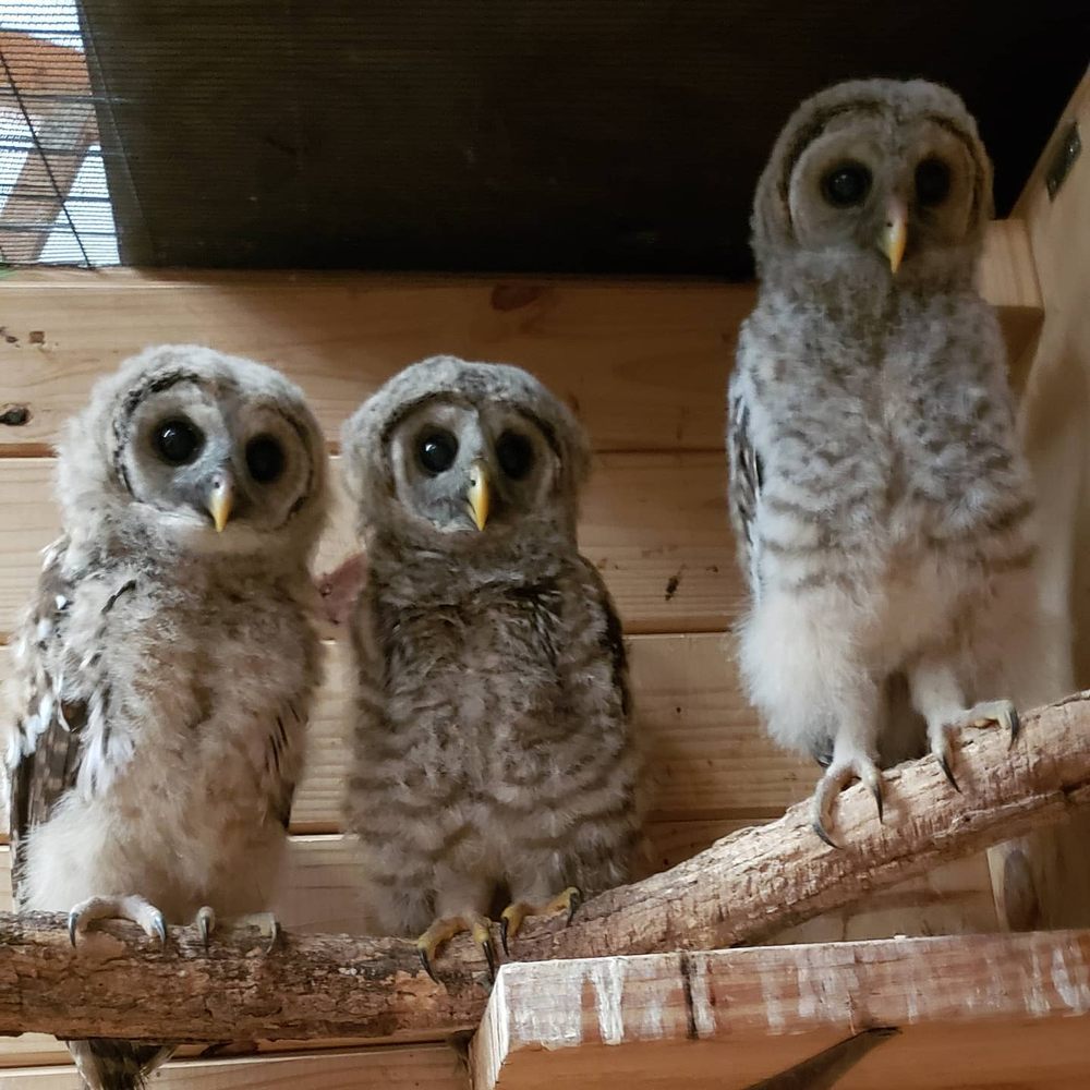 WILDLIFE VETERINARY CARE 17 Photos Animal Shelters 1150 Tilthammer Mill Rd, Boyce, VA