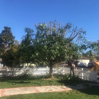 A & M Tree Specialist - Evergreen Ash trim almost completed - Tree Services Near Me - Orange, California A & M Tree Specialist - Evergreen Ash trim almost completed - Tree Services Near Me - Orange, California