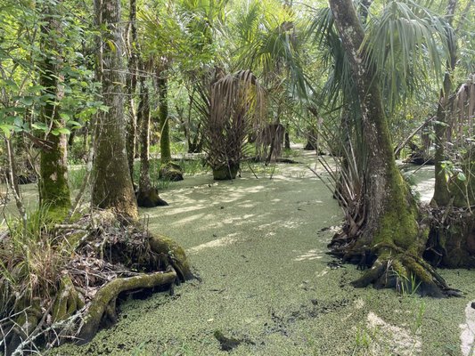 Highlands Hammock State Park by null