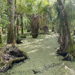 Highlands Hammock State Park - Swamp