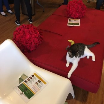Catfe Lounge - Animal Shelters Near Me - Ferndale, Michigan