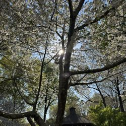 Irmo Town Park - Gorgeous trees in spring at the Cherry Blossom Festival