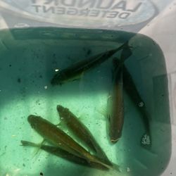 Pacana Park - A few catches to get the day started