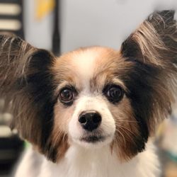 Dany's Grooming and Pet Stylist