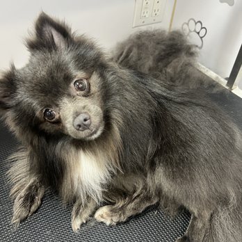 Spiffy Mobile Grooming - Pet Groomers Near Me Spiffy Mobile Grooming - Pet Groomers Near Me