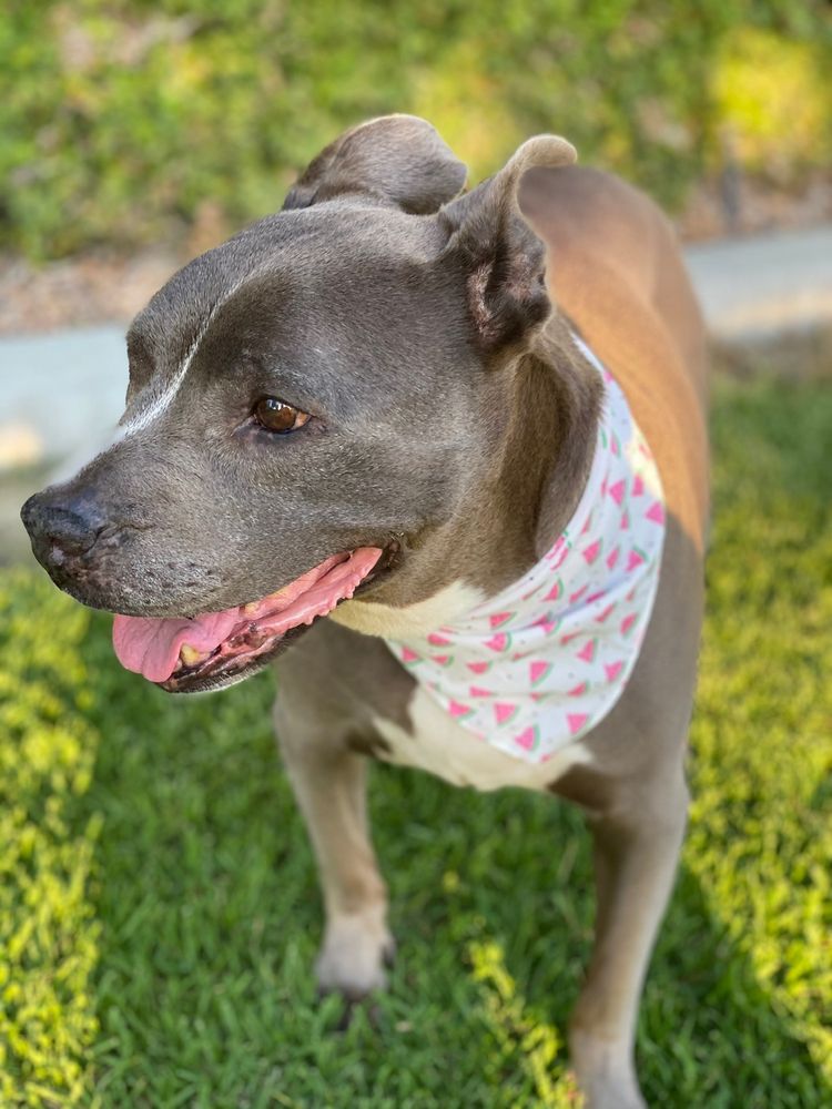 AFFORDABLE ANIMAL CLINIC Updated August 2024 197 Photos & 254