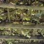 Pugliese Vineyards