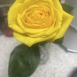 Rose they gave me