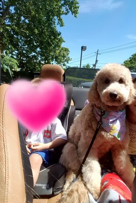 kimberly's pampered pets