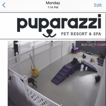 Puparazzi - Female staff just sitting (top right) & not engaging with dogs. - Dog Walkers Near Me - Los Angeles, California Puparazzi - Female staff just sitting (top right) & not engaging with dogs. - Dog Walkers Near Me - Los Angeles, California