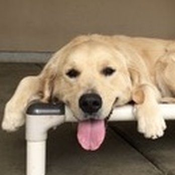Camp Schultz Dog Board and Play - The smile says it all! I love Camp Schultz!! - Pet Groomers Near Me - Bonita, California Camp Schultz Dog Board and Play - The smile says it all! I love Camp Schultz!! - Pet Groomers Near Me - Bonita, California