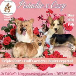 Caldwell Corgis Dog Kennel of Southern California  - Accepting waitlist deposits now!