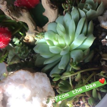The Juicy Leaf - Bigger arrangement with crystals - Nurseries & Gardening Near Me - Los Angeles, California The Juicy Leaf - Bigger arrangement with crystals - Nurseries & Gardening Near Me - Los Angeles, California