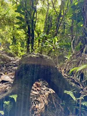 Ha'ena State Park by null