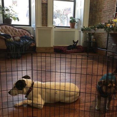 Henry Loves Betty by null