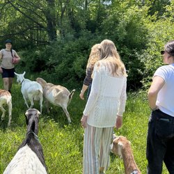 Evergreen Lane Farm and Creamery - Goat walk