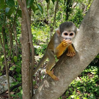 Monkey Jungle - Zoos Near Me - Miami, Florida Monkey Jungle - Zoos Near Me - Miami, Florida
