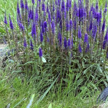 Seven Oaks Lavender Farm - Flowers & Gifts Near Me - Catlett, Virginia Seven Oaks Lavender Farm - Flowers & Gifts Near Me - Catlett, Virginia