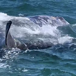 Malarrimo Tours - Grey whale and calf