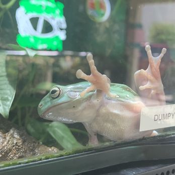 9th Island Reptiles - Reptile Shops Near Me - Las Vegas, Nevada 9th Island Reptiles - Reptile Shops Near Me - Las Vegas, Nevada