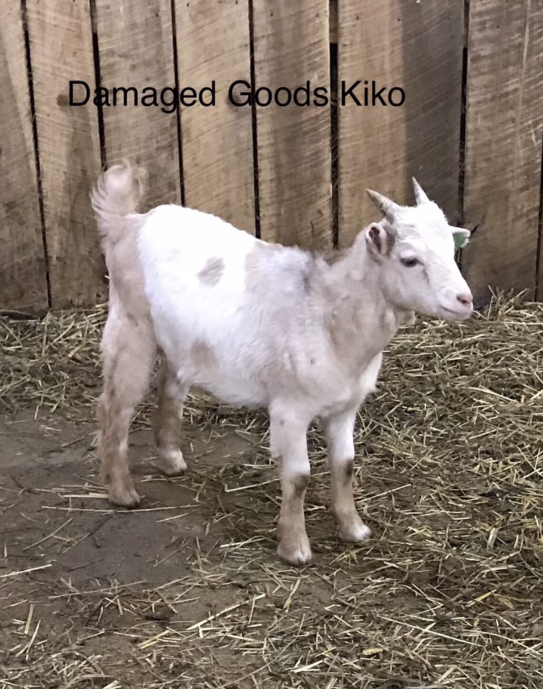 THE OHIO MEAT GOAT COMPANY Updated April 2024 13428 Lick Run Rd