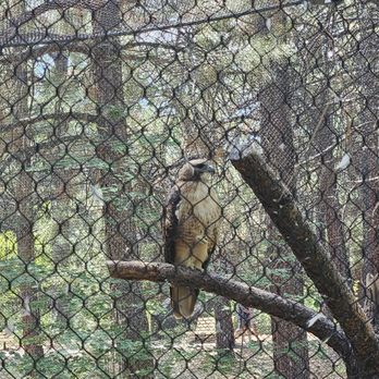 High Desert Museum - Falcon - Museums Near Me - Bend, Oregon