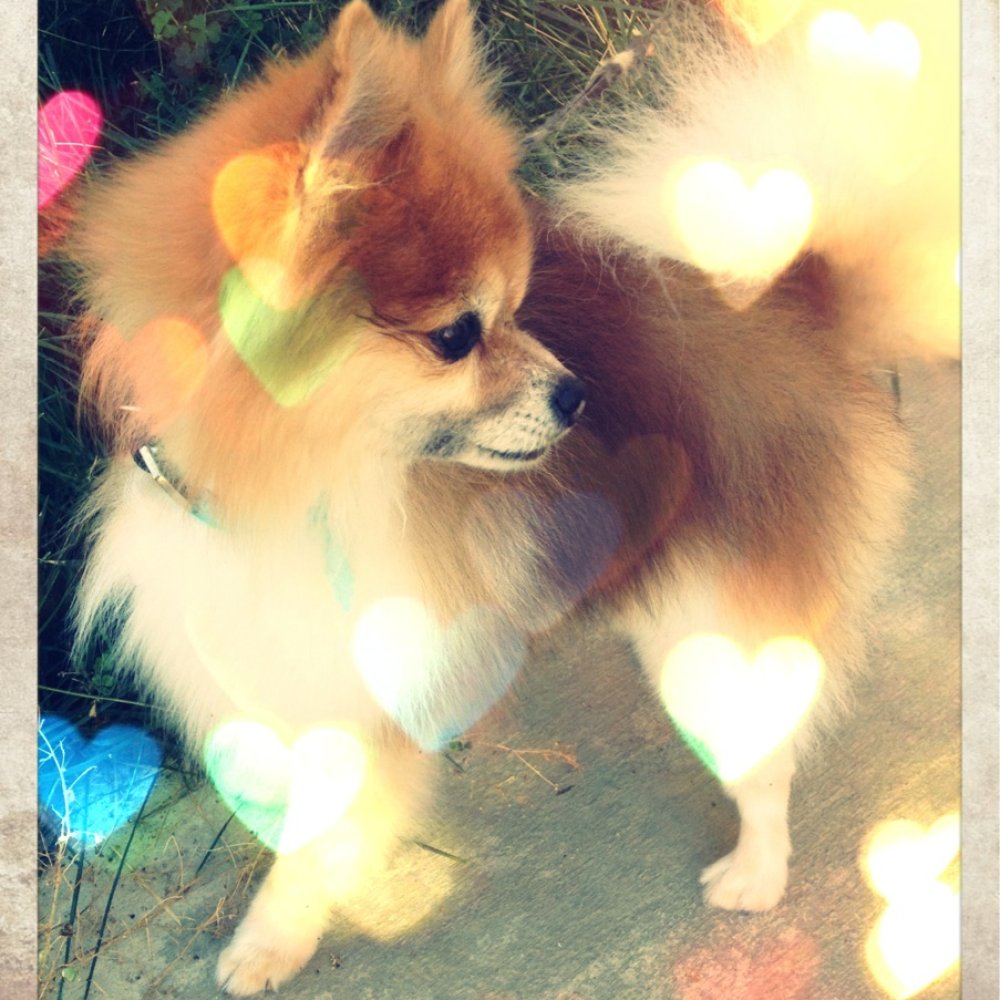 Bathe, Brush N' Beyond - Thank you Erika! -Logan - Pet Groomers Near Me