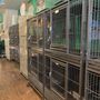 The Animal Company