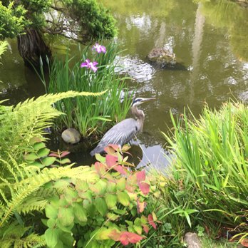 Japanese Tea Garden - A live crane in the pond of the Japanese Tea Garden - Tea Rooms Near Me - San Francisco, California