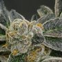 Photo of Old American Cannabis