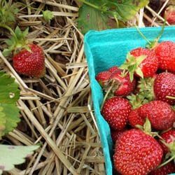 Deeply Rooted Farms - Little hidden jewels