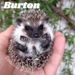 Coastal Quills Pets - Burton