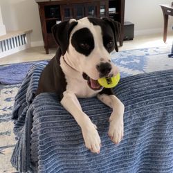 Zoom Room Dog Training