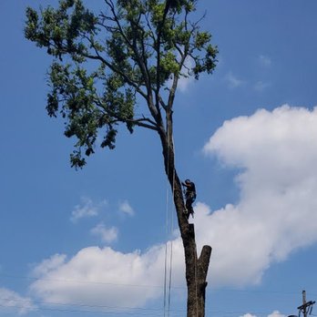 RG - a man on a rope trimming a tree - Flooring Near Me RG - a man on a rope trimming a tree - Flooring Near Me