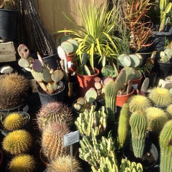 California Cactus Center - Nurseries & Gardening Near Me - Pasadena, California California Cactus Center - Nurseries & Gardening Near Me - Pasadena, California